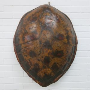 Large Turtle carapace