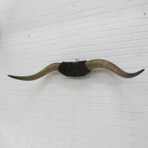 Cow horns 2