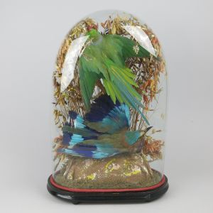 Glass Dome of tropical birds 4