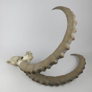 Ibex horns