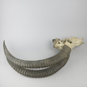 Sable skull & horns 1
