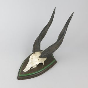 Bushbuck horns