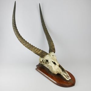 Waterbuck horns on shield 2