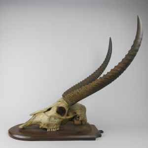 Waterbuck skull & horns on shield 3