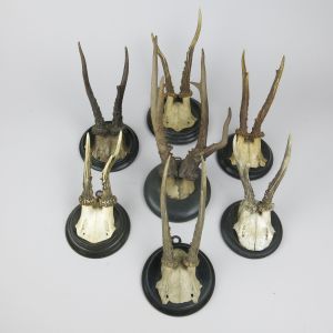 Roe deer antlers, round shield (no.2)