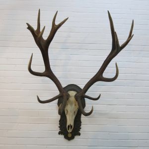 Stag Antlers (F)