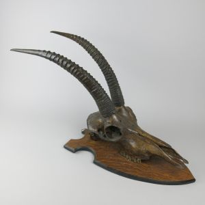 Roan antelope skull & horns