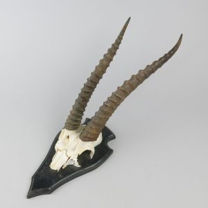 African horns (?)