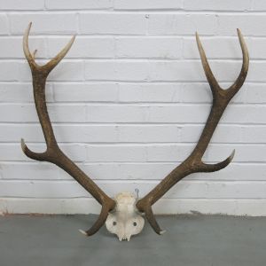 Antlers (no.3)