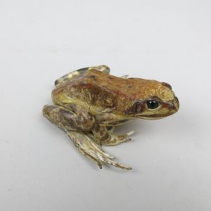 Common Toad 3