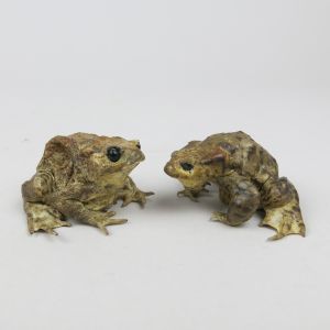 Common Toads 5 & 6