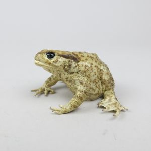 Common Toad 7