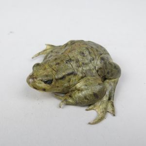 Common Toad 8