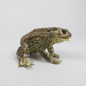 Common Toad 9