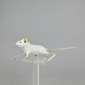 White mouse 4
