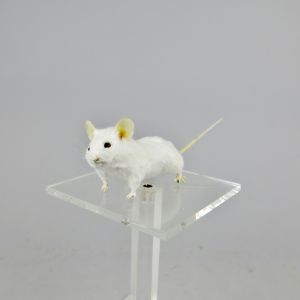 White mouse 5