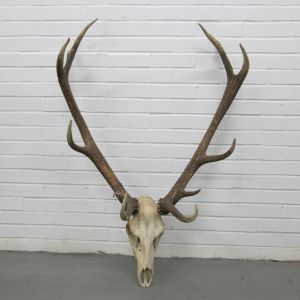 Antlers (no.14)
