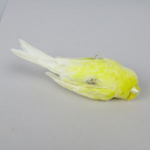 Canary 3 (shown as dead)
