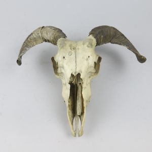 Sheep skull with horns