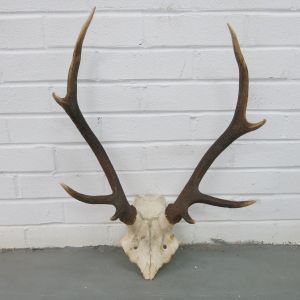 Antlers (no.10)