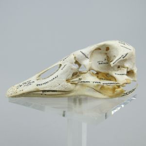 Domestic Goose skull