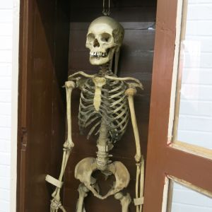 Human skeleton 1
