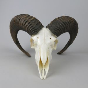 Ram / Mouflon skull