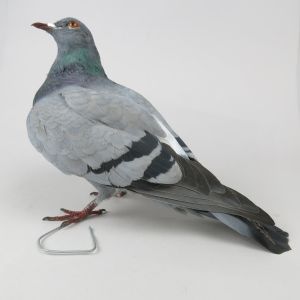 Feral Pigeon 1