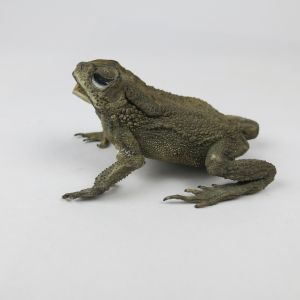 Small Toad (antique)