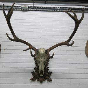 Stag Antlers (L)