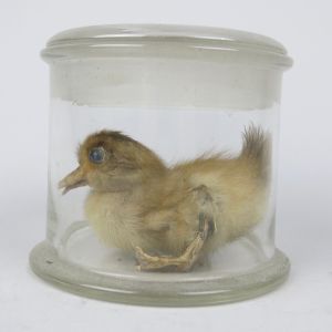 Duckling in jar