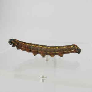 Caterpillar 6