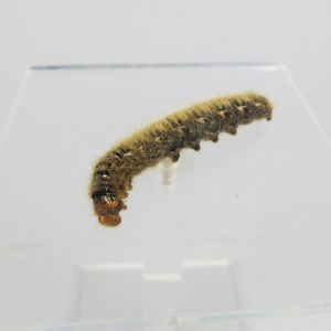 Caterpillar 11