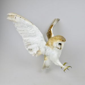 Barn Owl 1 (in flight)