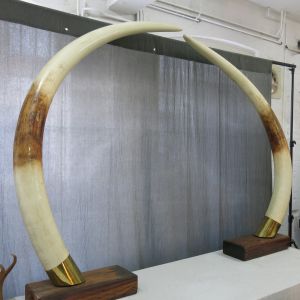 Elephant tusks (plastic)