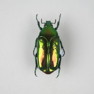 Beetle ref 9