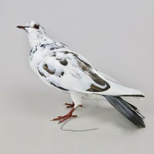 Dove, cross breed 1