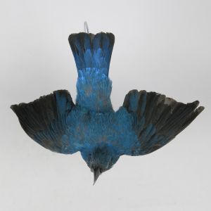 Fairy Blue Bird 2