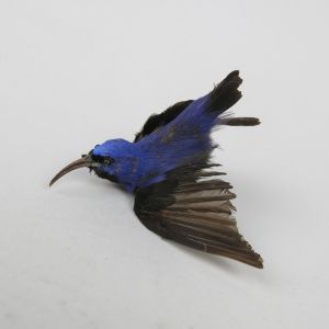 Tropical bird/blue