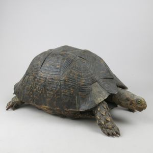 Antique Tortoise 1