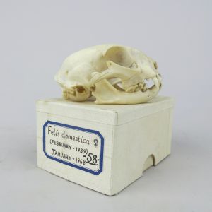 Domestic Cat skull 1
