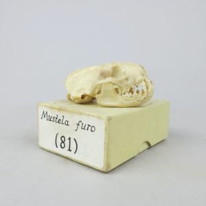 Ferret skull