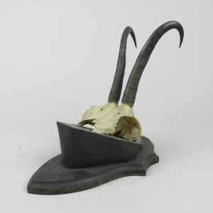 Chamois horns, vintage (a)
