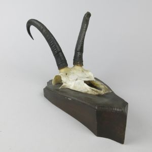 Chamois horns, vintage (b)