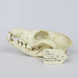 Fox skull 2