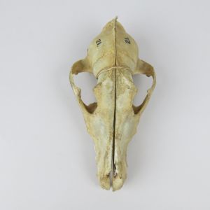 Dog skull 9