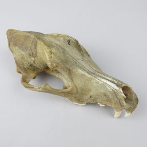 Dog skull 10