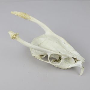 Muntjac skull