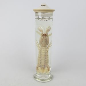 Pickled Mantis Shrimp 1