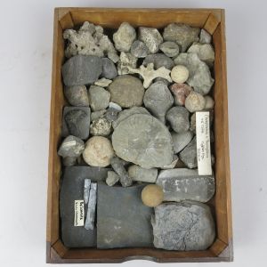 Fossils: tray 1